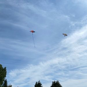 Meet your Posher, Saya